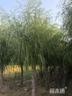 12公分垂柳