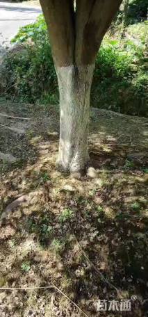 高度6厘米日本红枫-红舞姬