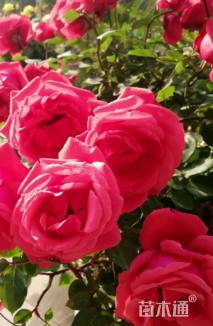 高度40厘米月季