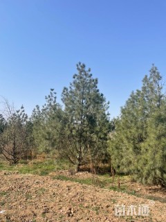 高度500厘米白皮松