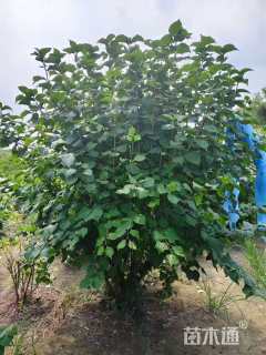 高度150厘米丛生丁香