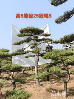精品高杆造型松