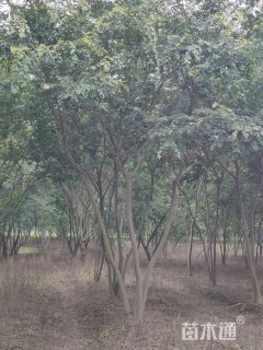15公分丛生朴树