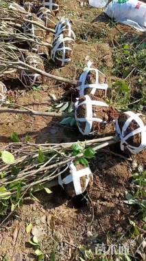 高度150厘米茶花