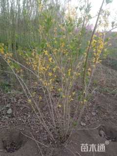 高度150厘米连翘