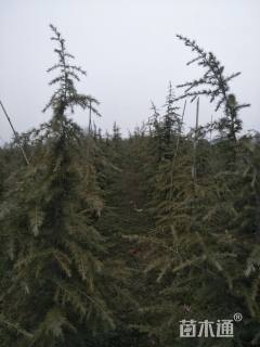 高度2500厘米雪松