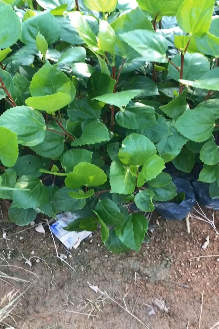 高度30厘米扶桑