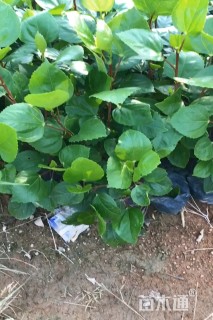 高度30厘米扶桑