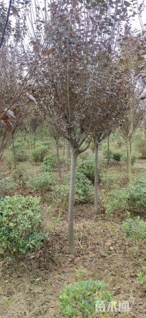 15公分紫叶李