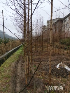 6公分金叶水杉