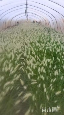 高度50厘米小兔子狼尾草