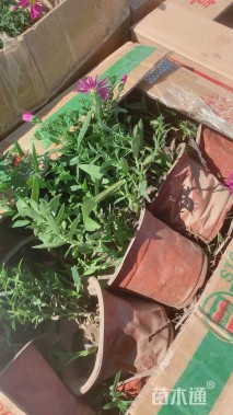 高度30厘米荷兰菊