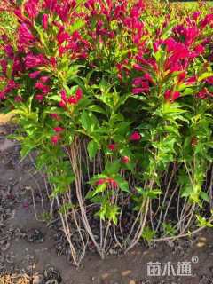 高度80厘米红王子锦带