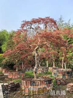 高度250厘米羽毛枫