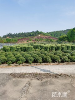 高度80厘米尖叶木樨榄
