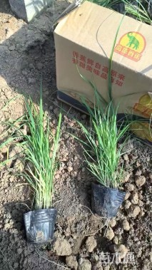 高度20厘米柳枝稷