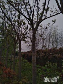 18公分黄山栾树