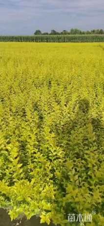 高度40厘米金叶女贞