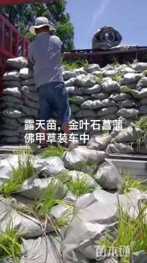 高度20厘米大吴风草