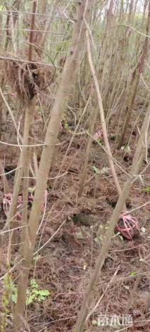 2公分墨西哥落羽杉