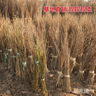 高度150厘米樱花小苗