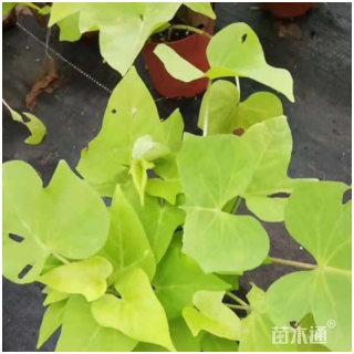 高度20厘米金叶甘薯