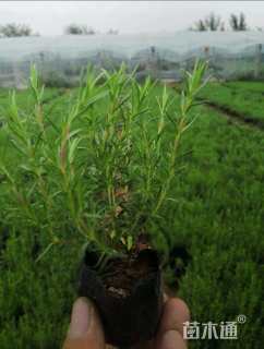 高度10厘米福禄考