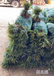 高度30厘米阔叶麦冬