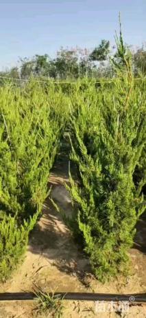 高度180厘米小龙柏