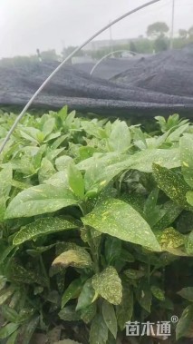 高度40厘米桃叶珊瑚