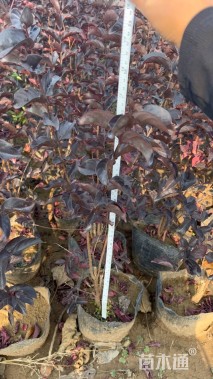 高度50厘米红花紫薇