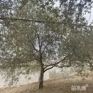30公分油橄榄
