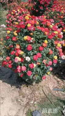 冠幅80厘米月季花球