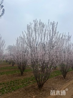 高度500厘米丛生紫叶李