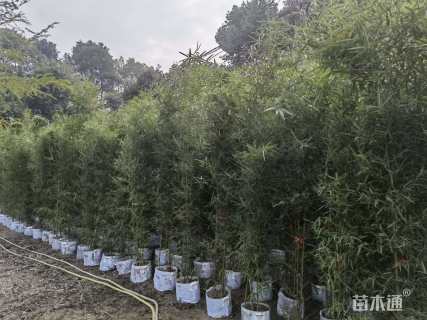 容器苗罗汉竹