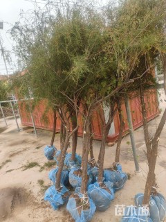 高度200厘米柽柳