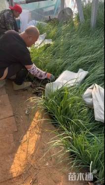 高度30厘米马莲