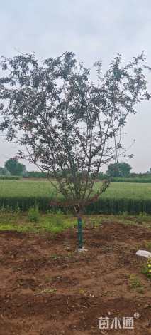 8公分红宝石海棠