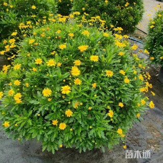 高度60厘米木春菊球