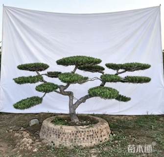 20公分造型黑松