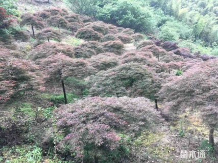 高度150厘米羽毛枫