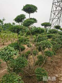 高度200厘米水蜡
