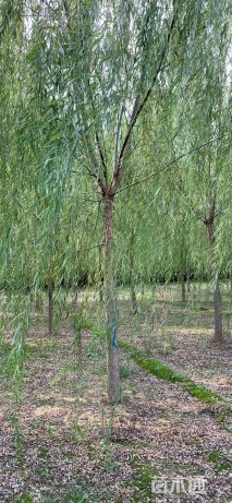 12公分青皮垂柳