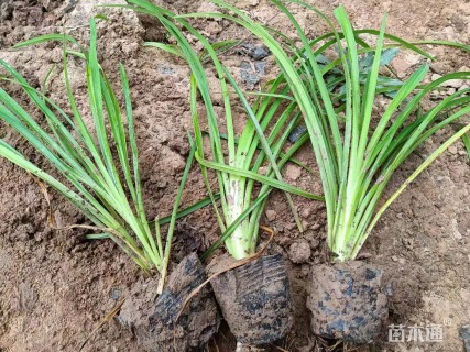 高度40厘米大花萱草