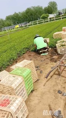 高度20厘米三叶委陵菜