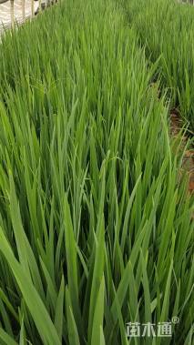 高度30厘米鸢尾