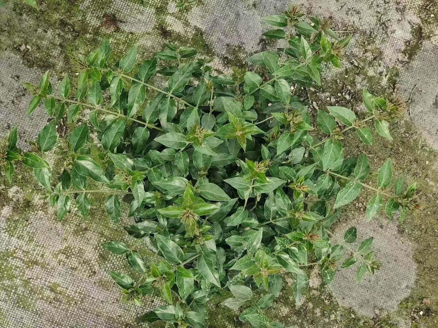 茉莉花