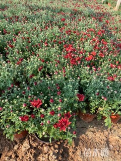 高度20厘米国庆菊