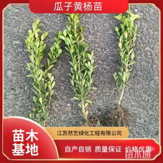 高度40厘米瓜子黄杨