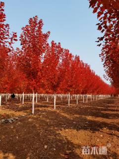 14公分美国红枫